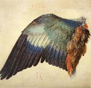 Albrecht Durer Wing of a Blue Roller oil